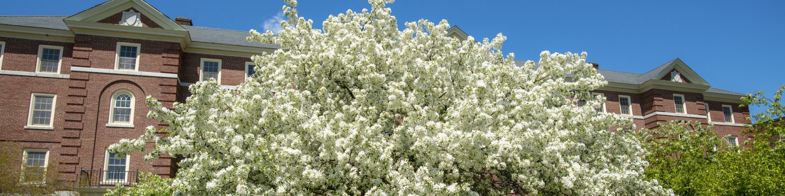 Photo of a blooming tree in the spring