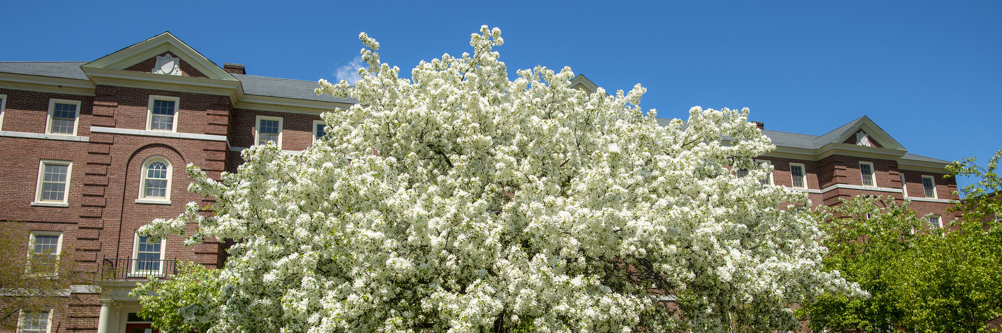 Photo of a blooming tree in the spring