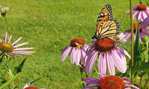 monarch butterfly: Link to Resource Management Projects