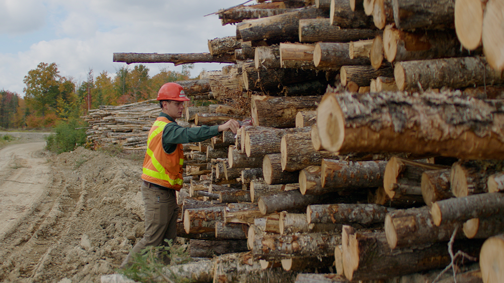 logging person with a large stack of giant logs