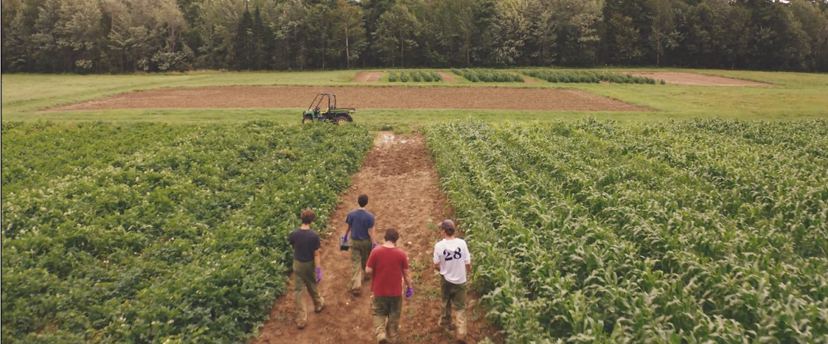 People walking in planted potato field