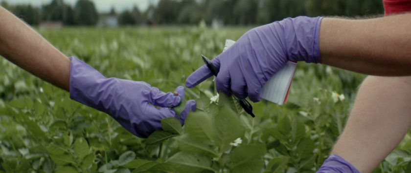 gloved hands pointing at a small bug in a planted field